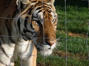 Love Bites…Literally. FATAL ATTRACTIONS Returns June 14 on Animal Planet
