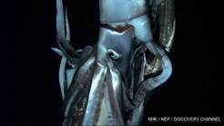 Monster Mash! Animal Planet Presents Fan Favourites and All-New Hits for MONSTER WEEK, May 20 – 26
