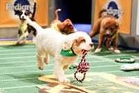 Animal Planet Gets PUPPY BOWL XI this February