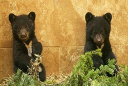 Cutest Cubs Ever! WILD BEAR RESCUE Returns for    Season 2, Premiering June 22 on Animal Planet