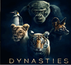 Canadian Premiere of Dynasties, the Brand New Original BBC Series Presented by Sir David Attenborough, Coming to BBC Earth in Canada this Fall