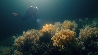 “Living dinosaurs” off the coast of B.C.? World Broadcast Premiere of MOONLESS OASIS, a stunning new film and discovery by Vancouver filmmakers Nate Slaco and Bryce Zimmerman
